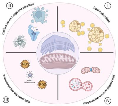 The role of mitochondria-associated membranes mediated ROS on NLRP3 inflammasome in cardiovascular diseases